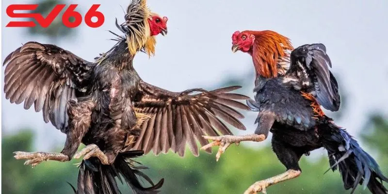 Những mẹo chơi đá gà SV66 tăng cơ hội thắng