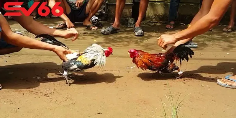 Sơ lược về đá gà SV66